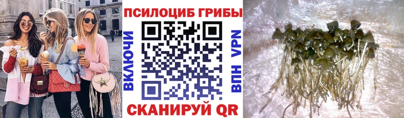 где купить наркоту  Андреаполь  Псилоцибиновые грибы Magic Shrooms 